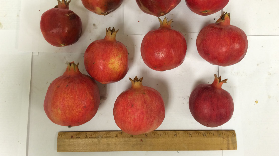 These pomegranates are about an inch smaller than the typical size, but they're packed with antioxidants. These pomegranates are about an inch smaller than the typical size, but they're packed with antioxidants.